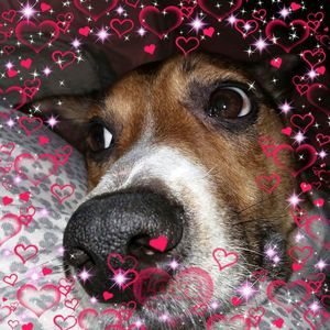 Meet your Posher, Susie